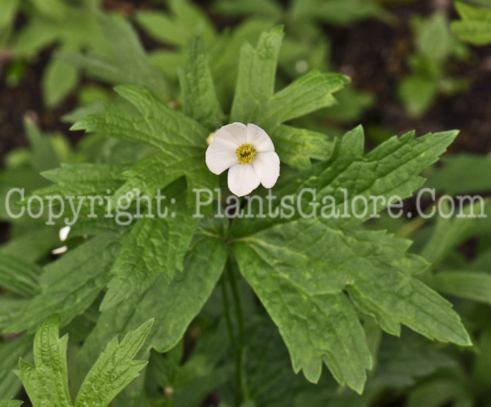 PGC-P-Anemone-canadensis-aka-Canada-Anemone-3