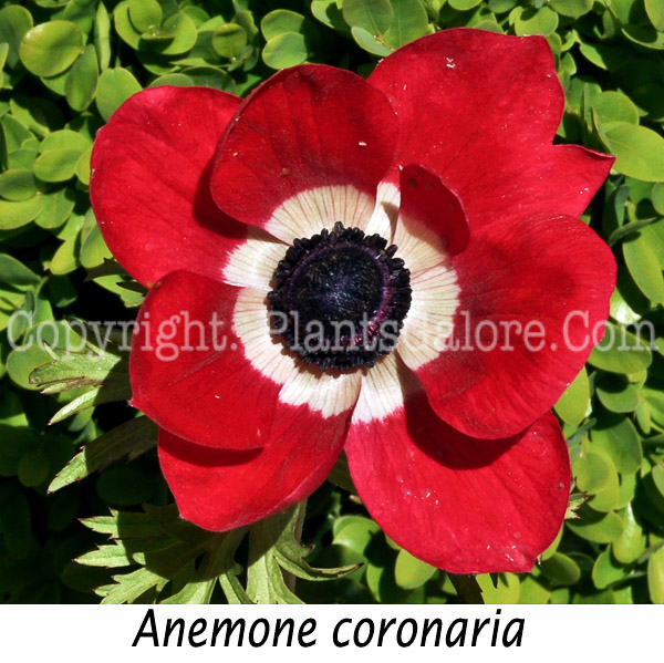 PGC-P-Anemone-coronaria-aka-Poppy-Anemone-red-1-Edit