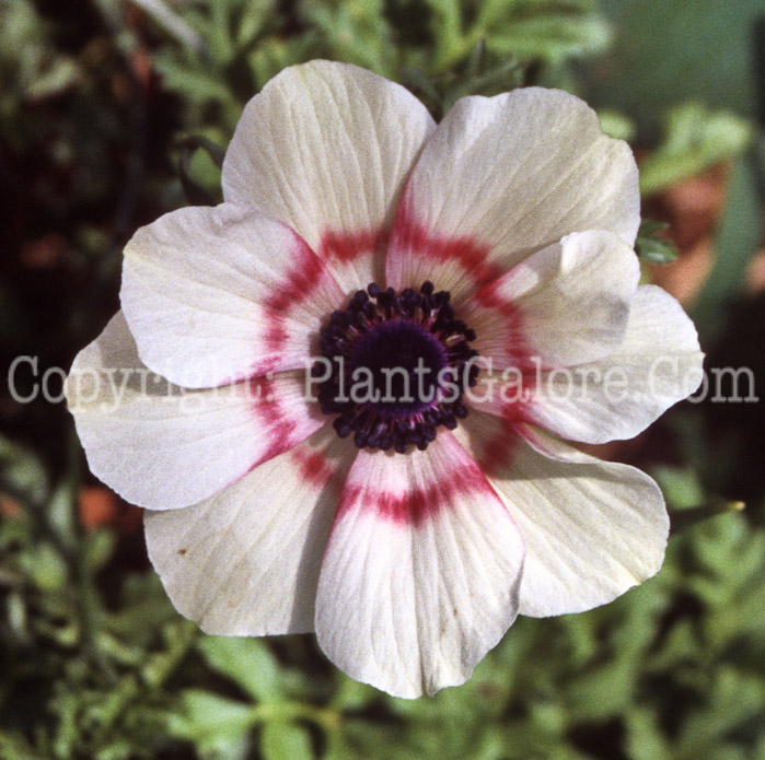 PGC-P-Anemone-coronaria-aka-Poppy-Anemone-white-1