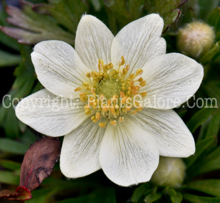 PGC-P-Anemone-drummondii-aka-Drumonds-Anemone-1