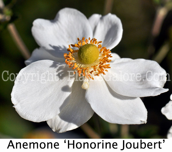 PGC-P-Anemone-japonica-Honorine-Joubert-aka-Japanese-Anemone-4