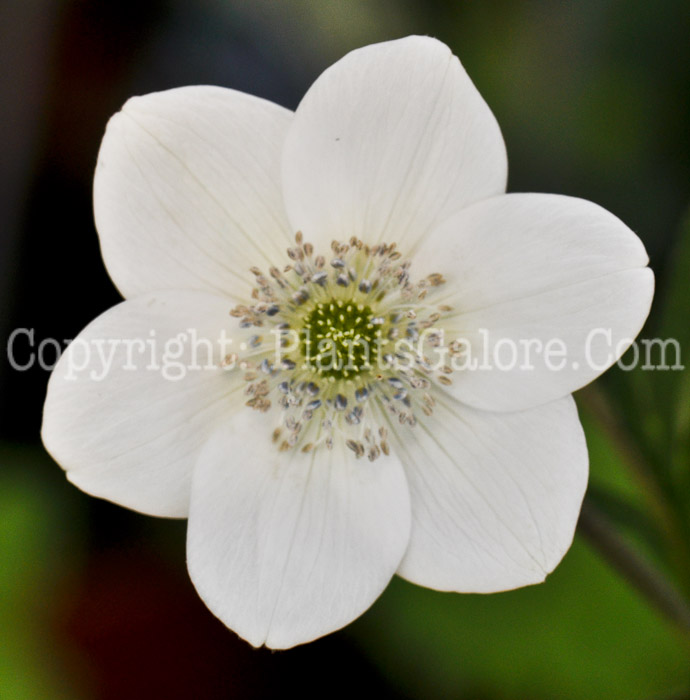 PGC-P-Anemone-leveillei-aka-Windflower-3