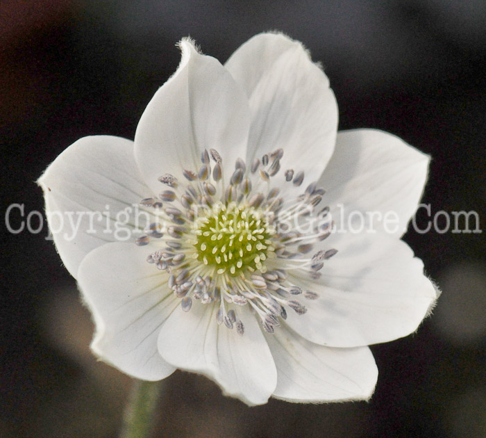 PGC-P-Anemone-leveillei-aka-Windflower-4