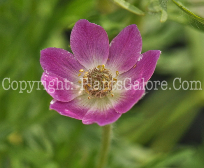 PGC-P-Anemone-multifida-Annabella-Deep-Rose-1