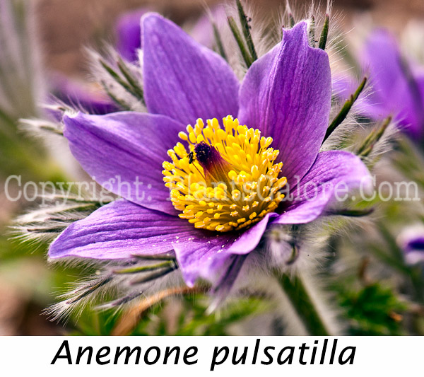 PGC-P-Anemone-pulsatilla-aka-Pasqueflower-0414-8-Edit