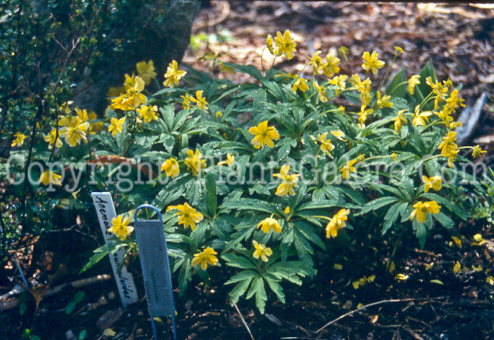 PGC-P-Anemone-ranunculoides-0-2010