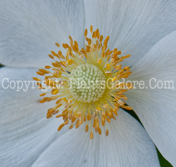 PGC-P-Anemone-sylvestris-0514p-1