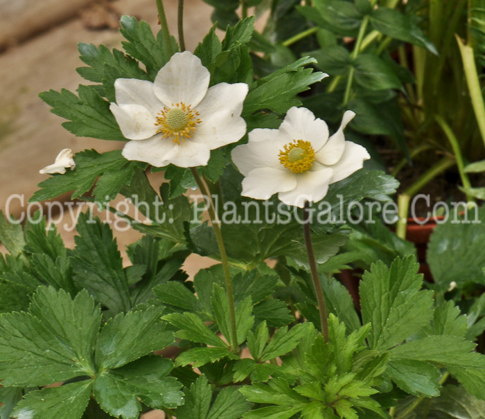 PGC-P-Anemone-sylvestris-2010-o001