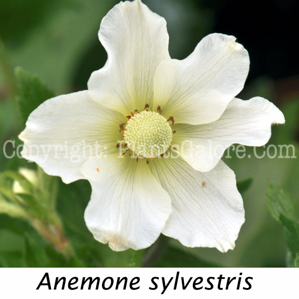 PGC-P-Anemone-sylvestris-2010-o002-Edit