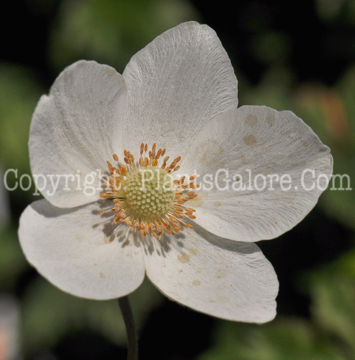 PGC-P-Anemone-syvestris-2010-001