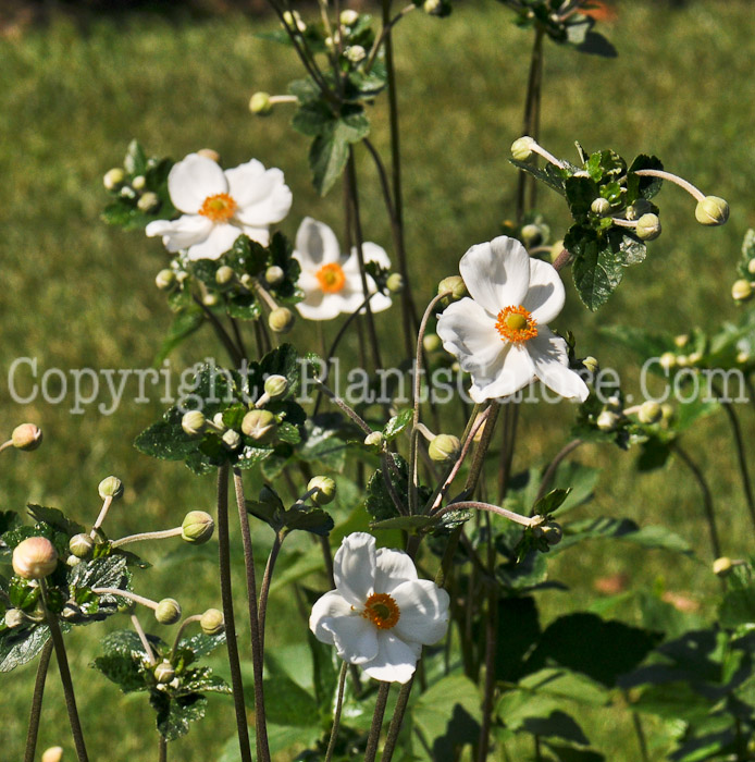 PGC-P-Anemone-tomentose-2010-001