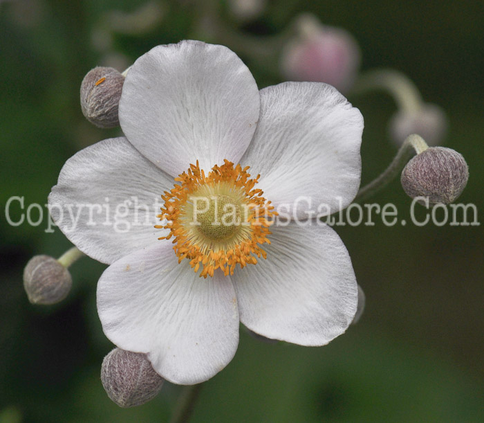 PGC-P-Anemone-tomentose-2010-005