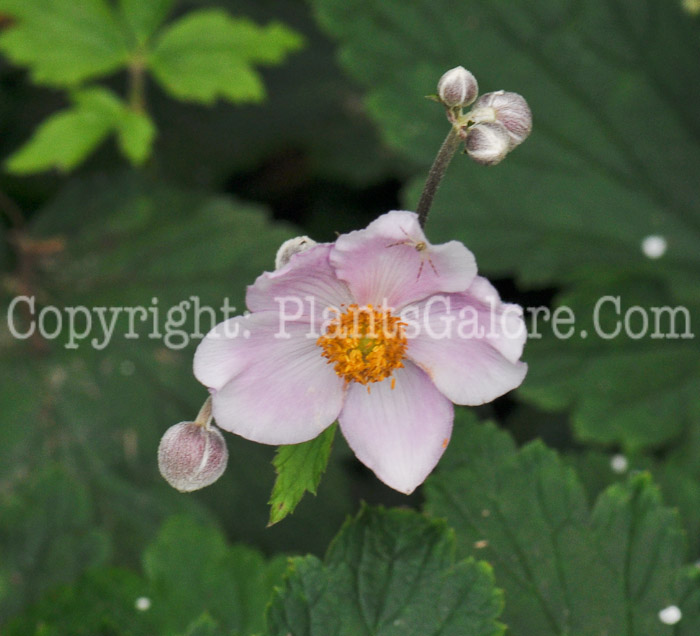 PGC-P-Anemone-vitifolia-Robustissima-2010-003