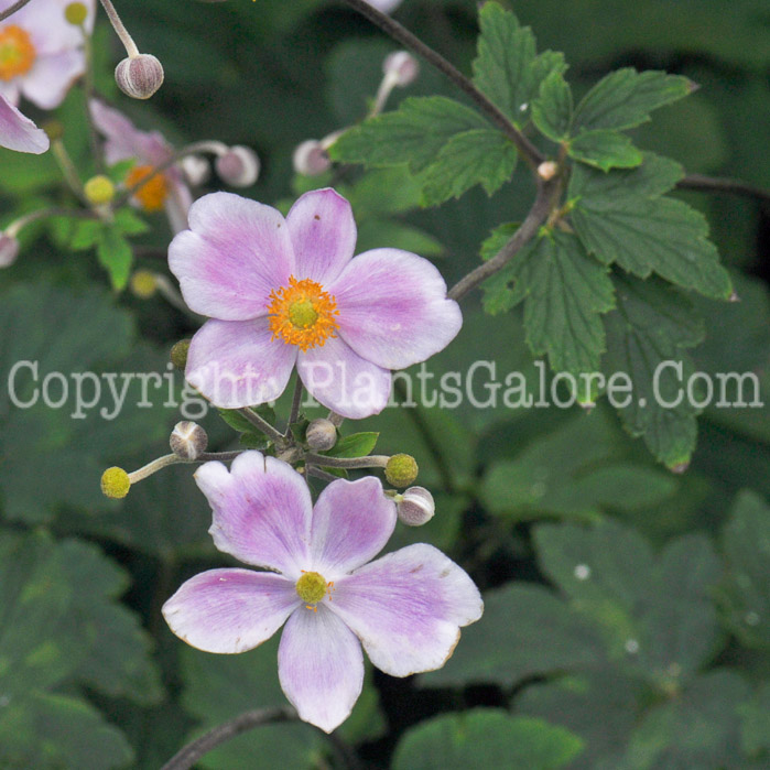 PGC-P-Anemone-vitifolia-Robustissima-2010-004