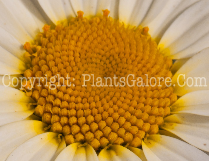 PGC-P-Anthemis-hybrida-Susan-Mitchell-0514n-2