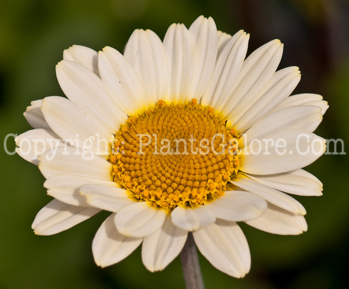 PGC-P-Anthemis-hybrida-Susan-Mitchell-0514n-3