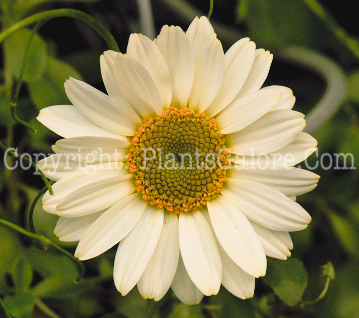 PGC-P-Anthemis-hybrida-Susan-Mitchell-2010-o001