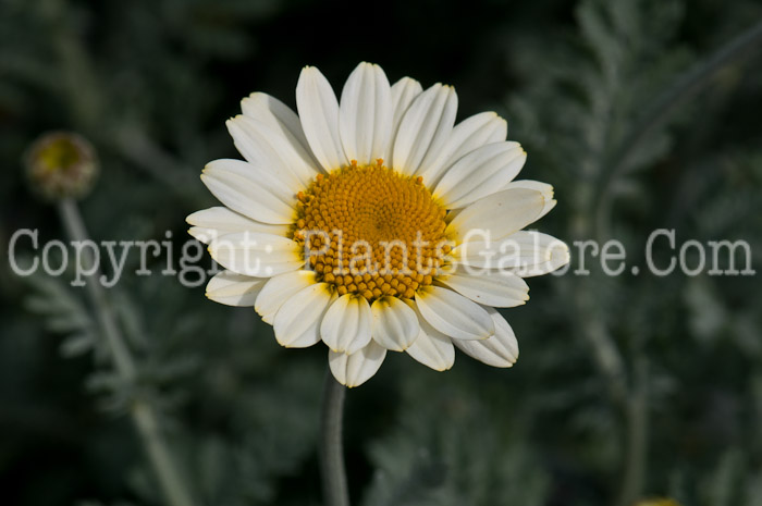 PGC-P-Anthemis-hybrida-Susan-Mitchell-0514n-1