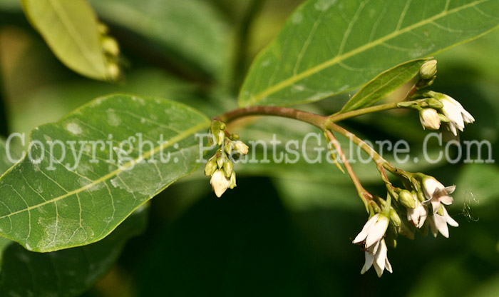 PGC-P-Apocynum-androsaemilfolium-aka-Spreading-Dogbane-1