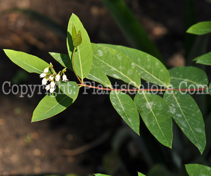 PGC-P-Apocynum-androsaemilfolium-aka-Spreading-Dogbane-3