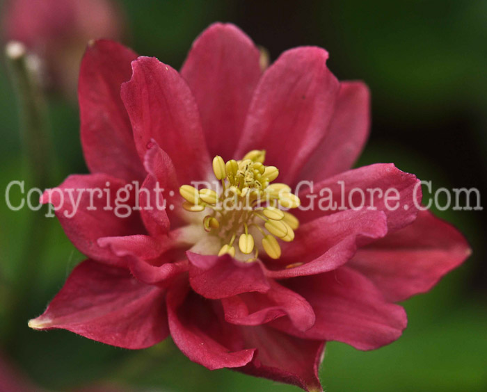 PGC-P-Aquilegia-Clementine-Red-2010-05