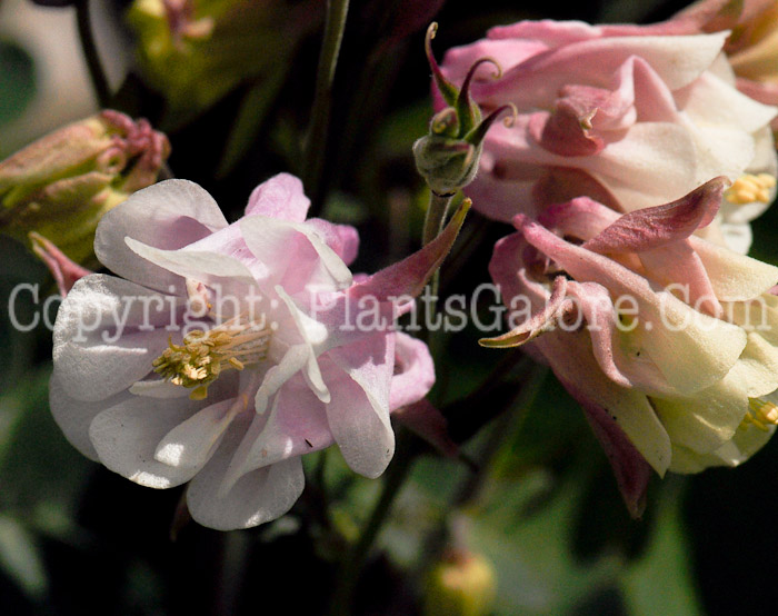 PGC-P-Aquilegia-Mix-series-Clementine-2011-01