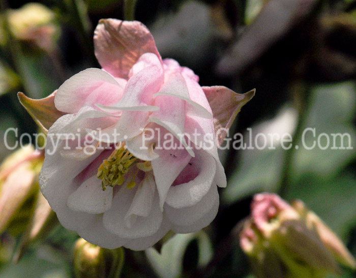 PGC-P-Aquilegia-Mix-series-Clementine-2011-03