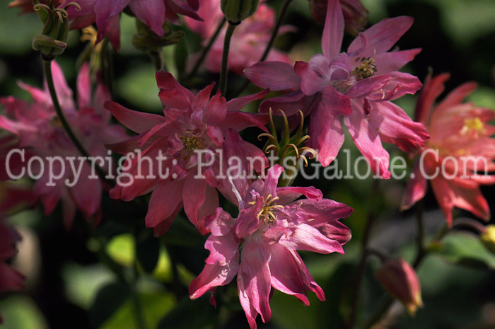 PGC-P-Aquilegia-Rose-series-Clementine-2011-01