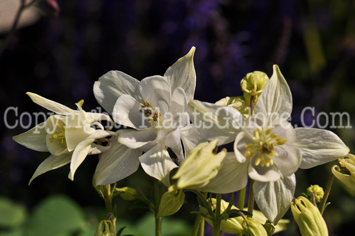 PGC-P-Aquilegia-Biedermeier-1-2010