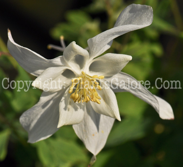 PGC-P-Aquilegia-Dragonfly-Hybrids-2010-p001