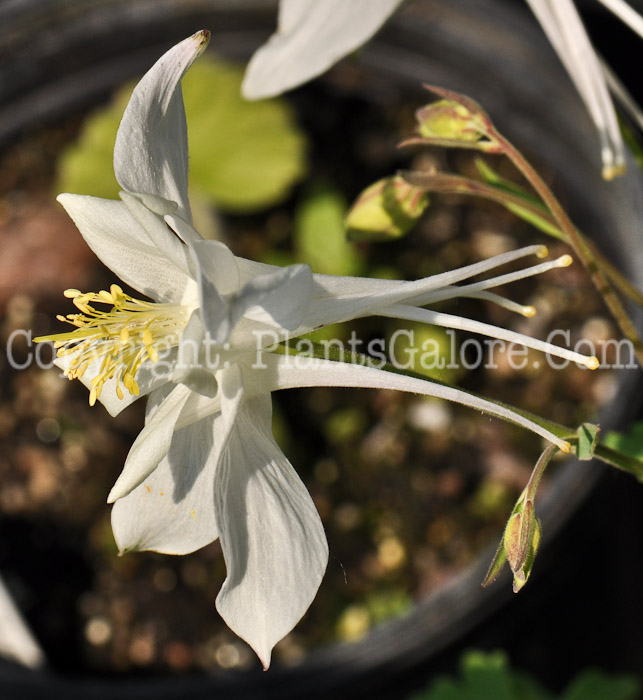 PGC-P-Aquilegia-Dragonfly-Hybrids-2010-p002