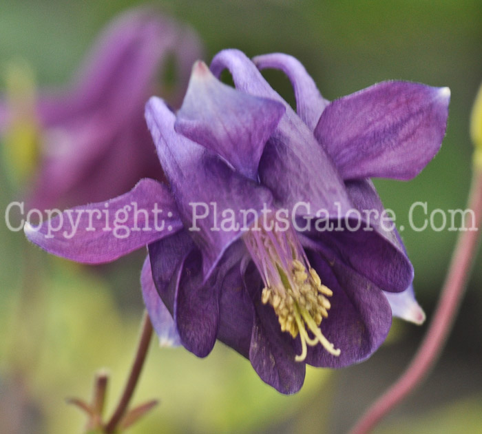 PGC-P-Aquilegia-Leprechaun-Gold-04-2012-1