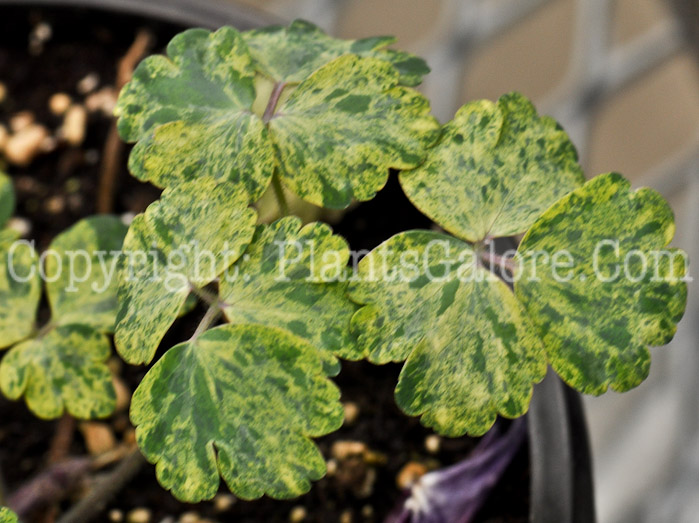 PGC-P-Aquilegia-Leprechaun-Gold-05-2012-2