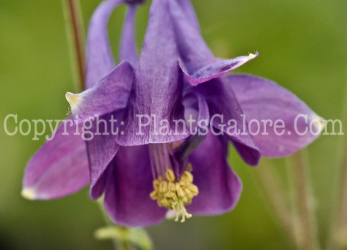 PGC-P-Aquilegia-Leprechaun-Gold-05-2012-3