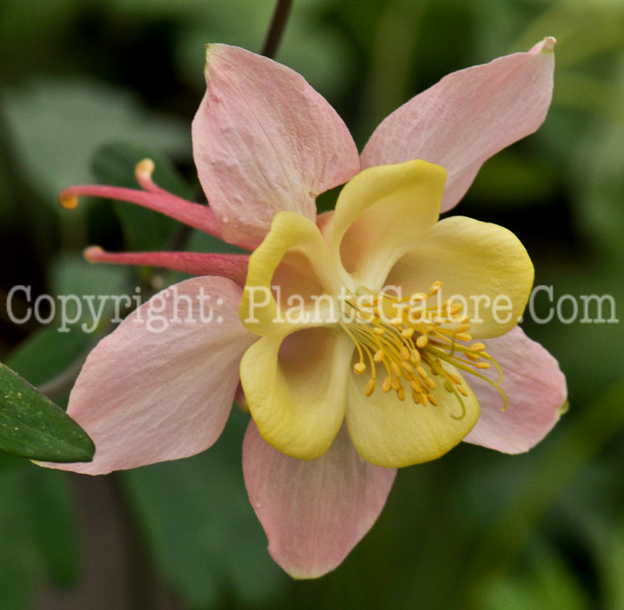 PGC-P-Aquilegia-McKanas-Giant-05-2012-2