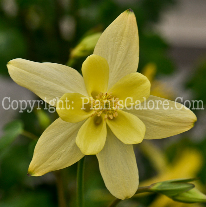 PGC-P-Aquilegia-McKanas-Giant-05-2012-3