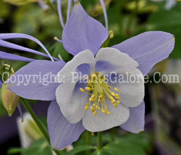 PGC-P-Aquilegia-Blue-Bird-series-Songbird-1