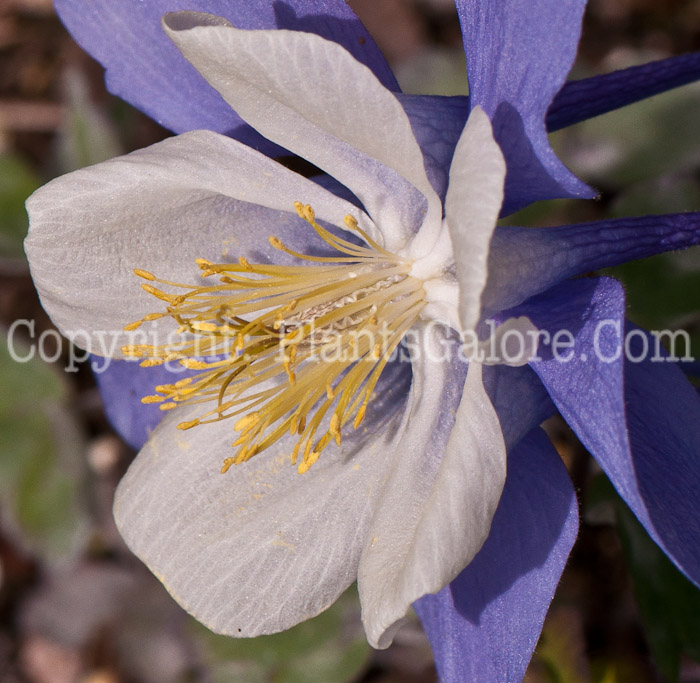 PGC-P-Aquilegia-Blue-Bird-series-Songbird-4