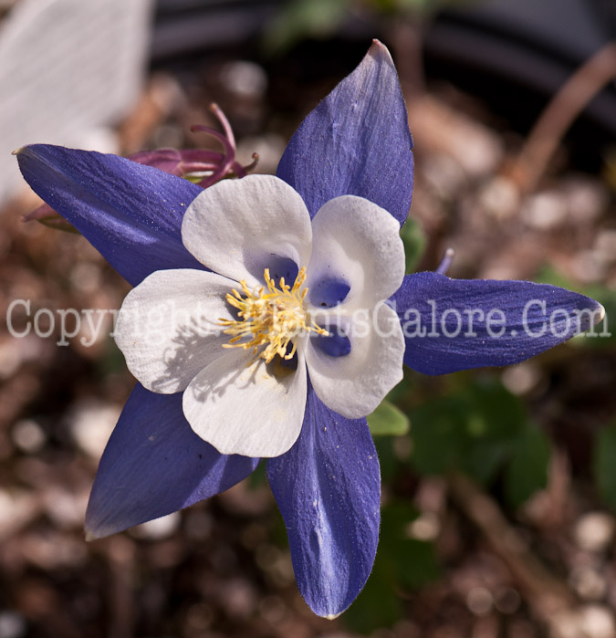 PGC-P-Aquilegia-Blue-Jay-series-Songbird-1