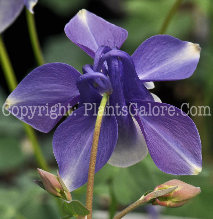 PGC-P-Aquilegia-Bunting-series-Songbird-2