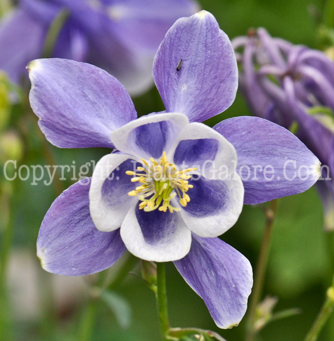 PGC-P-Aquilegia-Bunting-series-Songbird-5