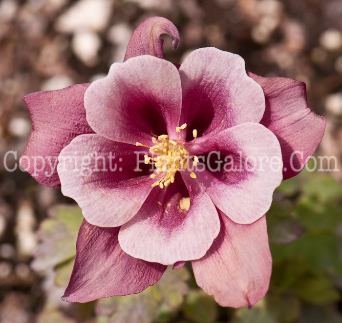 PGC-P-Aquilegia-Cardinal-series-Songbird-1