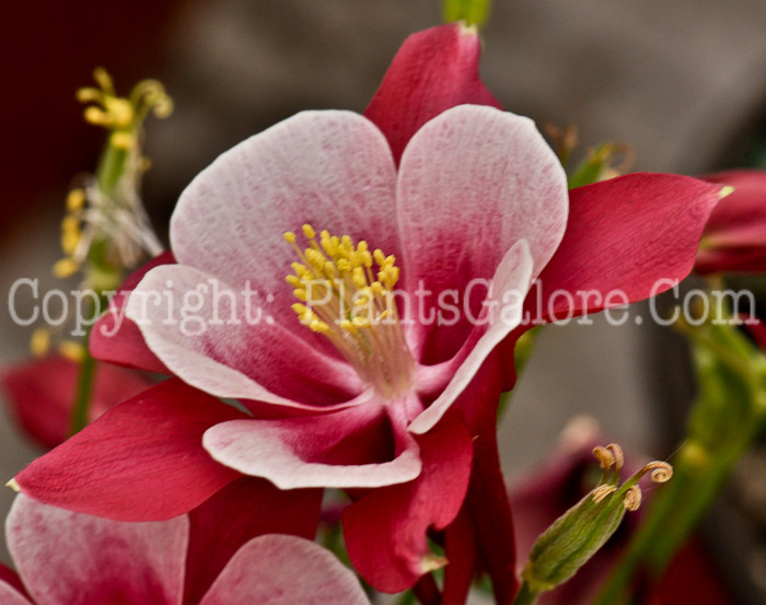 PGC-P-Aquilegia-Cardinal-series-Songbird-3