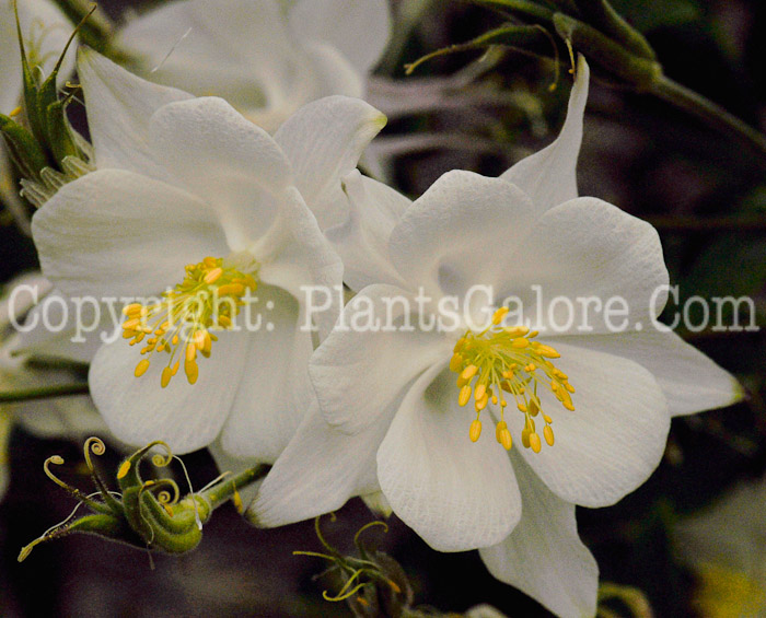 PGC-P-Aquilegia-Dove-series-Songbird-1