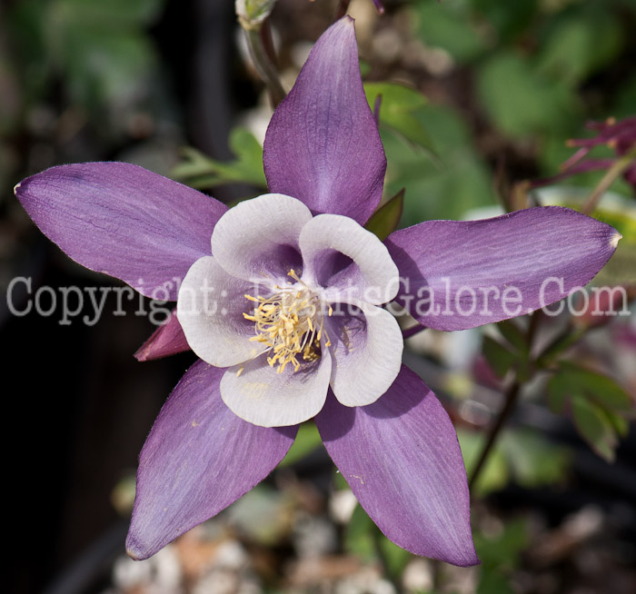 PGC-P-Aquilegia-Nightingale-series-Songbird-1