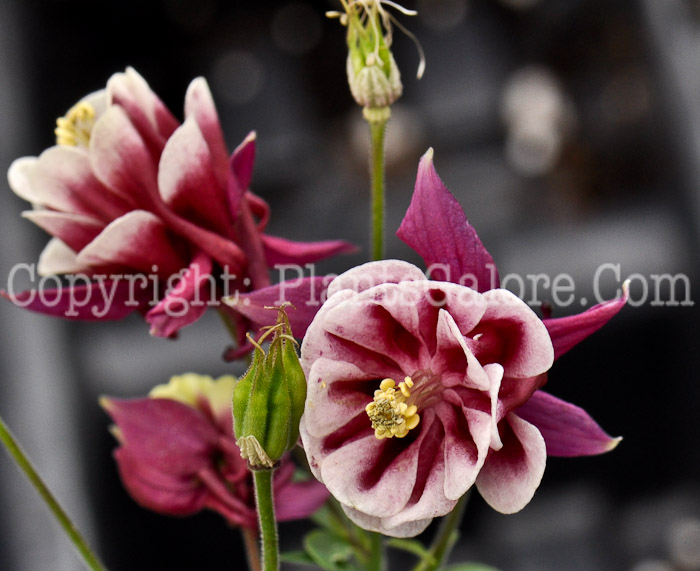 PGC-P-Aquilegia-Winky-Double-Red-and-White-04-2012-1