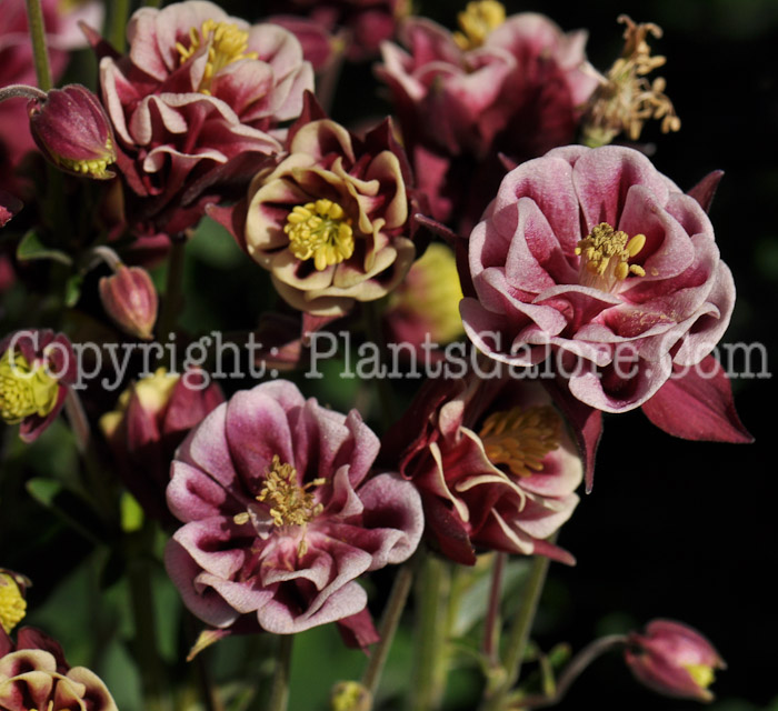 PGC-P-Aquilegia-Winky-Double-Red-and-White-04-2012-2