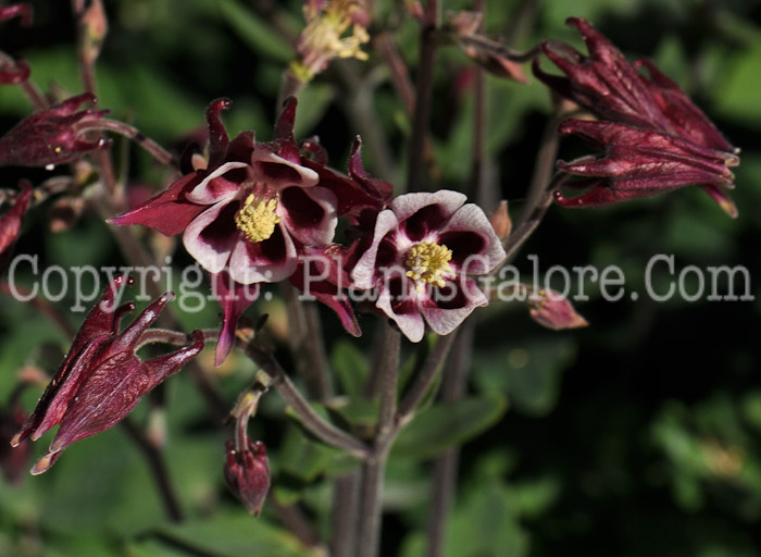 PGC-P-Aquilegia-Winky-Double-Red-and-White-04-2012-4