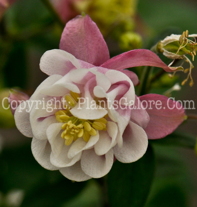PGC-P-Aquilegia-Winky-Double-Rose-and-White-04-2012-1