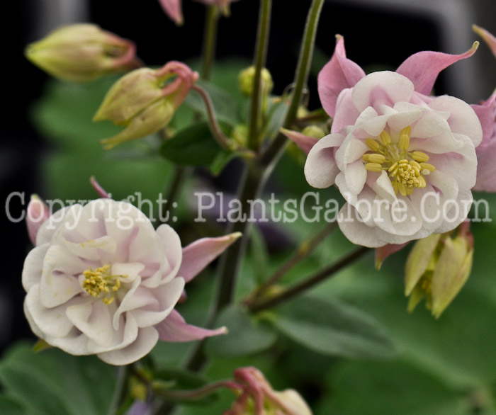 PGC-P-Aquilegia-Winky-Double-Rose-and-White-04-2012-2